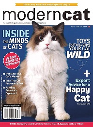 Modern cat